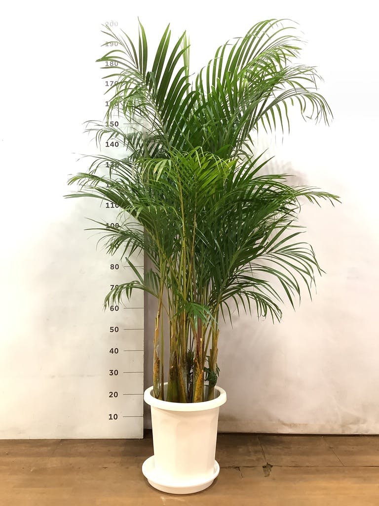 観葉植物 アレカヤシ 10号 エコストーンwhite 付き | 観葉植物