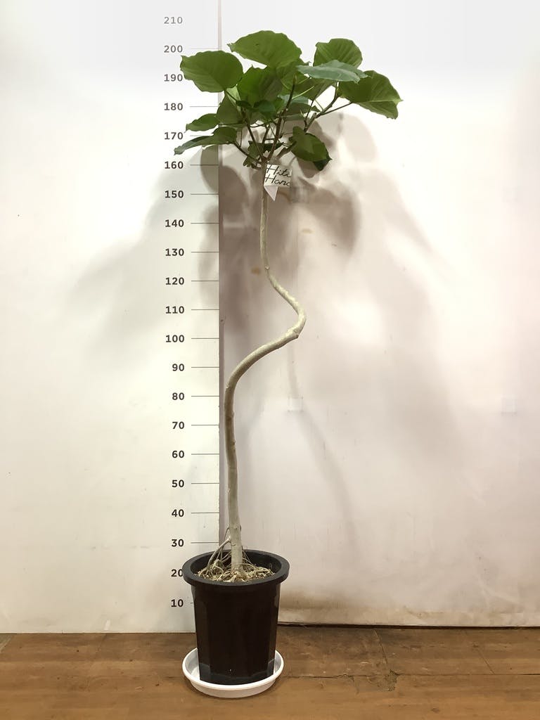 観葉植物 フィカス ウンベラータ 10号 曲がり プラスチック鉢 | 観葉植物ならHitoHana(ひとはな)