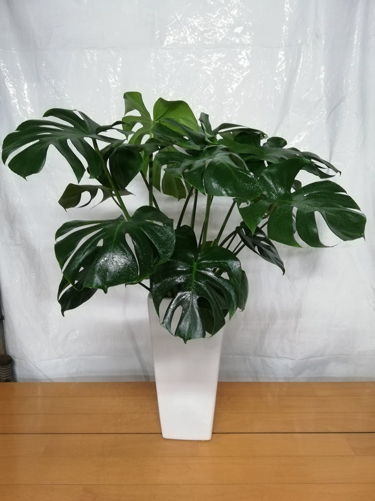 観葉植物 モンステラ 観葉植物 モンステラ 8号 ボサ造り 角高陶器 | 観葉植物ならHitoHana