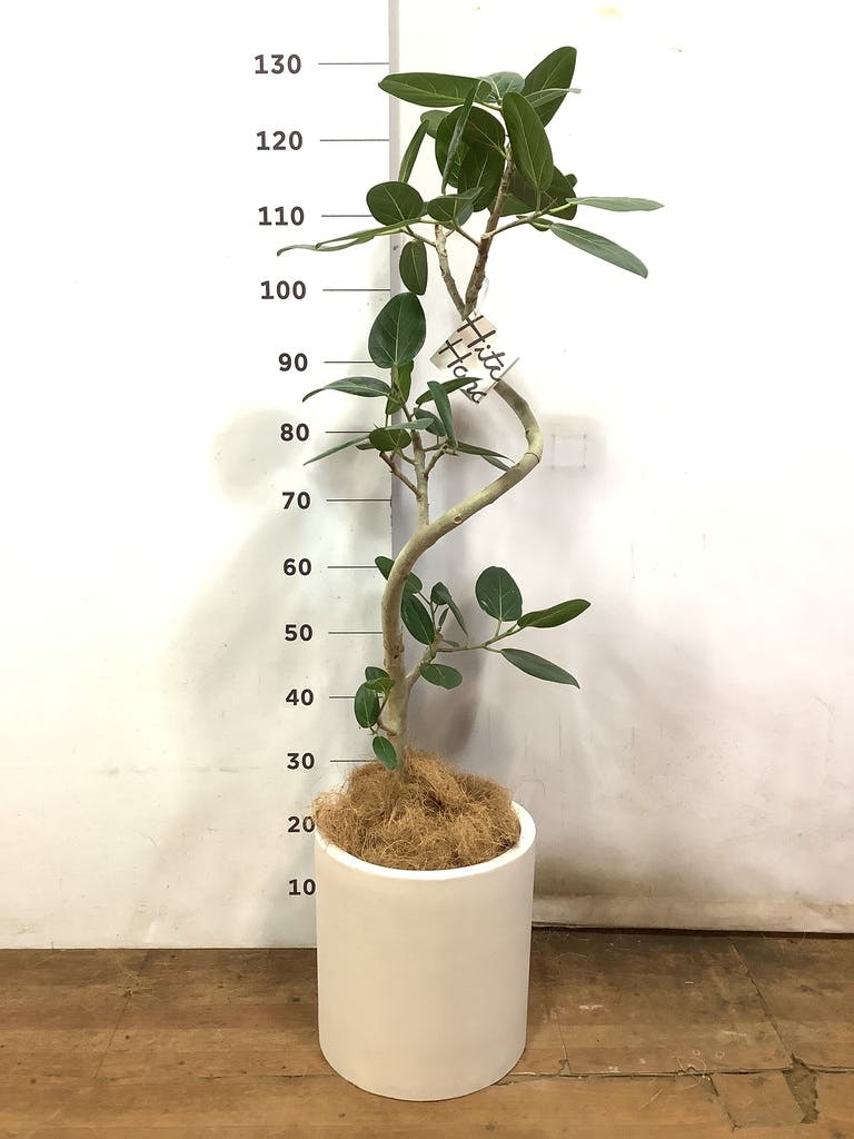 観葉植物 フィカス ベンガレンシス 8号 曲り プラスチック鉢 | 観葉