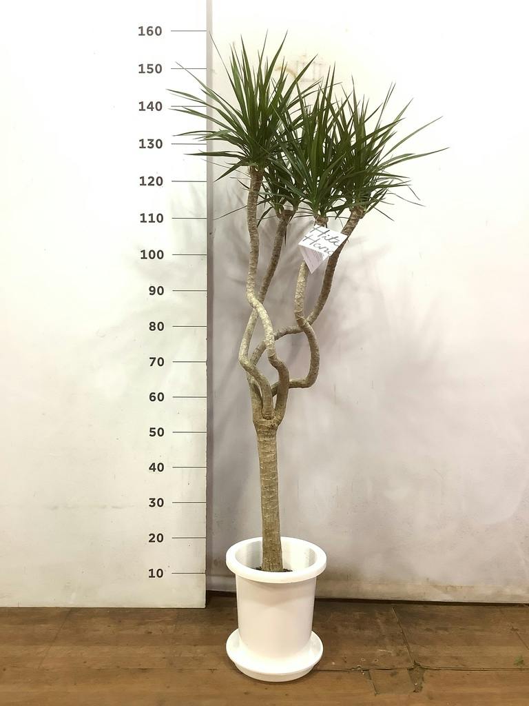 観葉植物 ドラセナコンシンネ 8号 曲り（龍） プラスチック鉢 | 観葉
