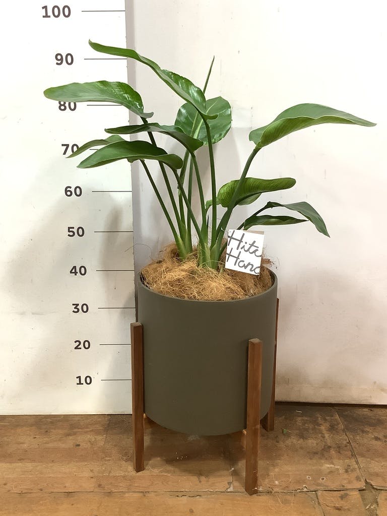 観葉植物 オーガスタ 8号 プラスチック鉢 | 観葉植物ならHitoHana(ひと
