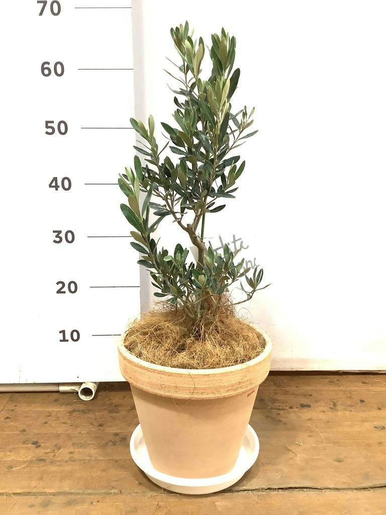 観葉植物 オリーブの木 6号 チプレッシーノ スタンダードポット