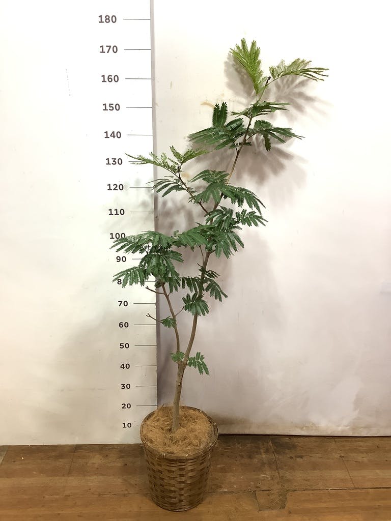 観葉植物 エバーフレッシュ 8号 ボサ造り 竹バスケット 付き
