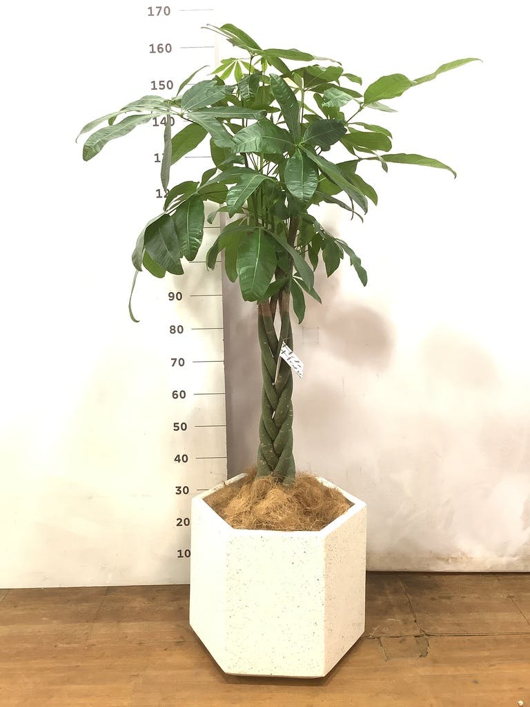 観葉植物 パキラ 10号 ねじり エコストーンLight Gray 付き