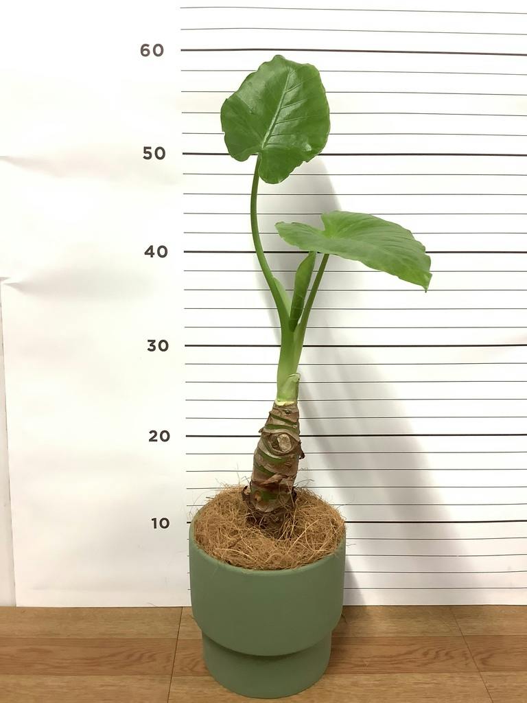 観葉植物 アロカシア 4号 オドラ（クワズイモ） エメリ 14 G グリーン
