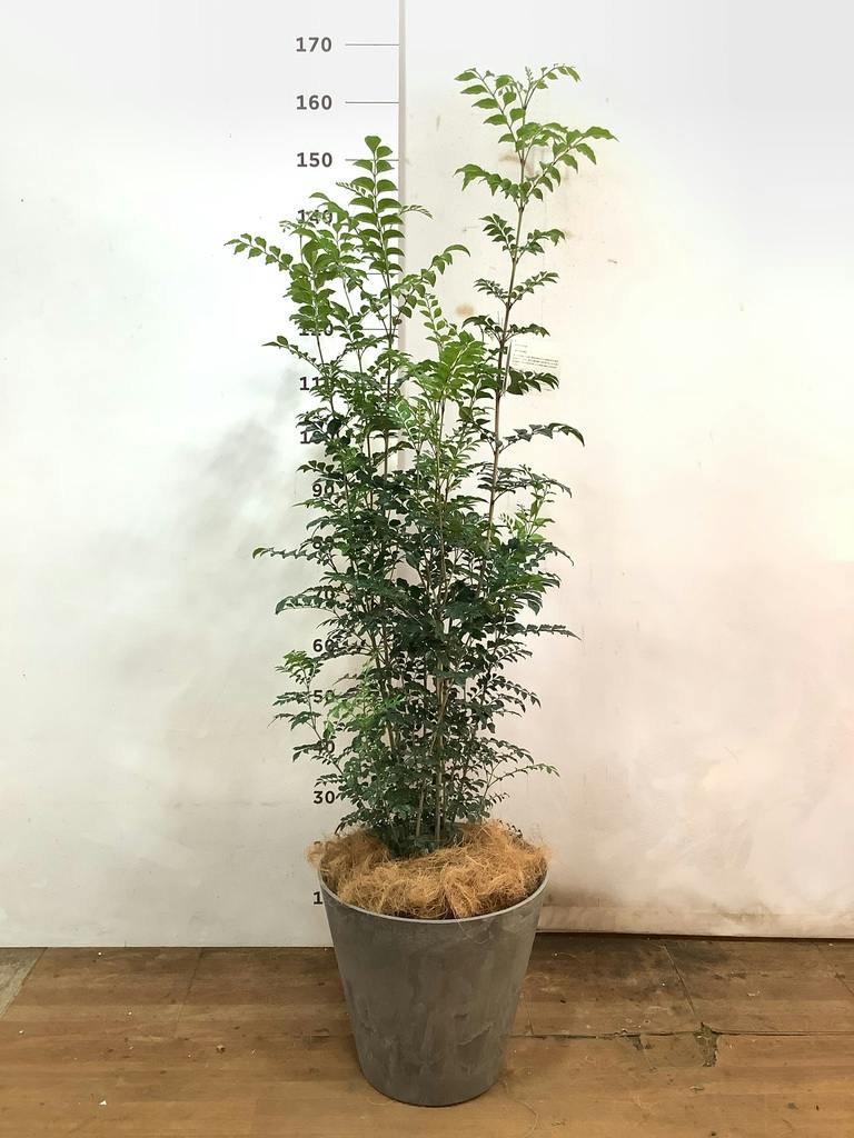 観葉植物 シマトネリコ 8号 プラスチック鉢 | 観葉植物ならHitoHana