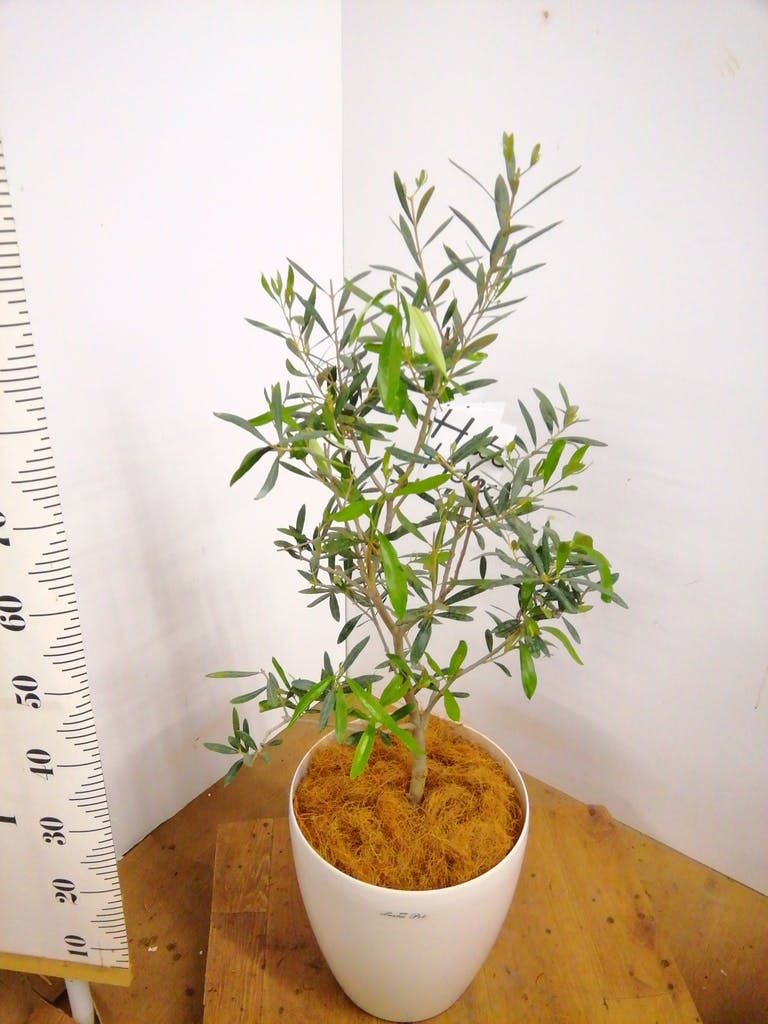 観葉植物 オリーブの木 8号 コラティーナ (コラチナ) ブリティッシュ