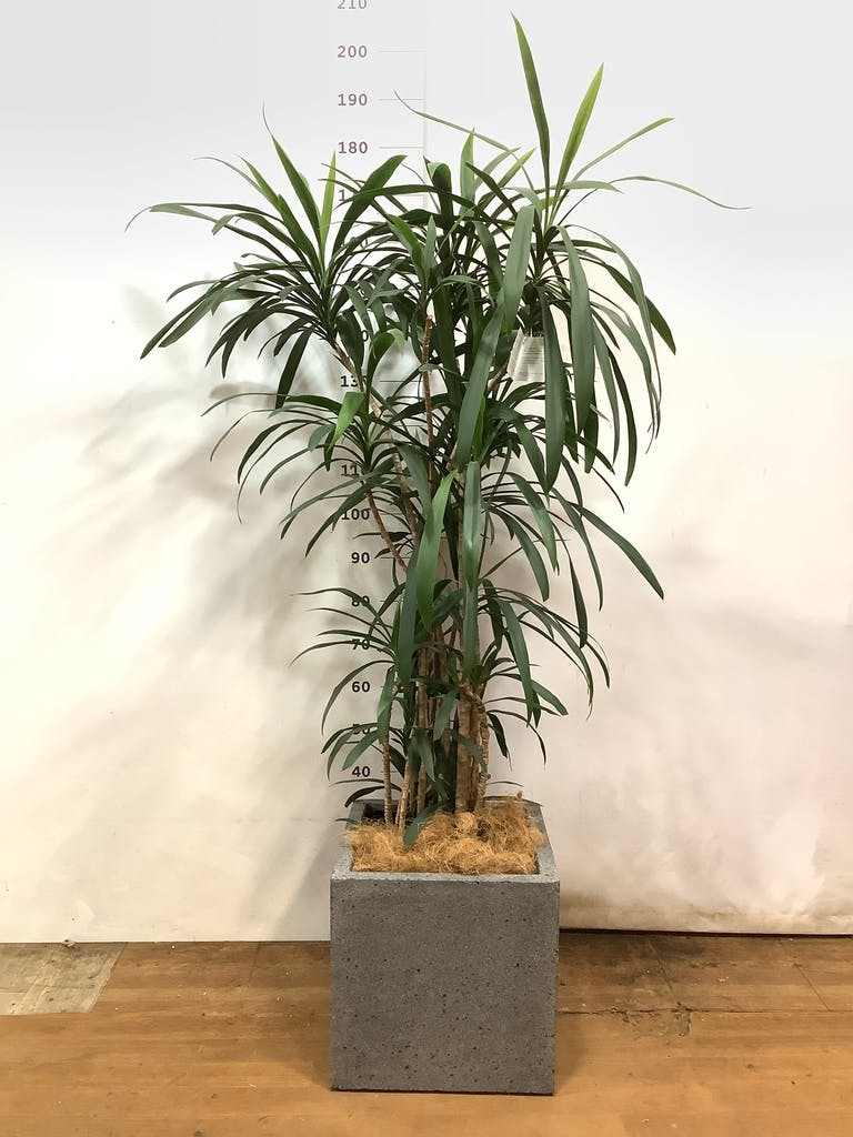 観葉植物 コルディリネ (コルジリネ) ストリクタ 10号 キューブ ラテル