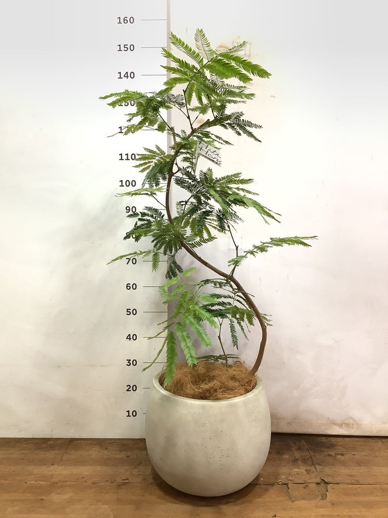 全ての エバーフレッシュ 145cm８号 curved tree form その他観葉植物