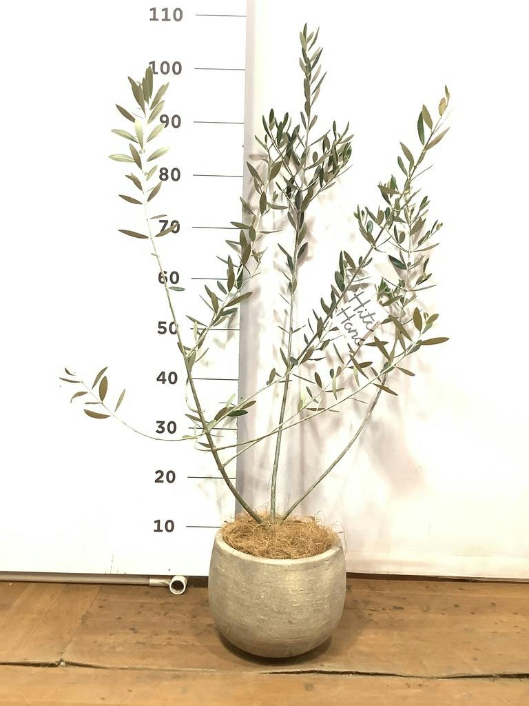 観葉植物 オリーブの木 5号 プラスチック鉢 | 観葉植物ならHitoHana