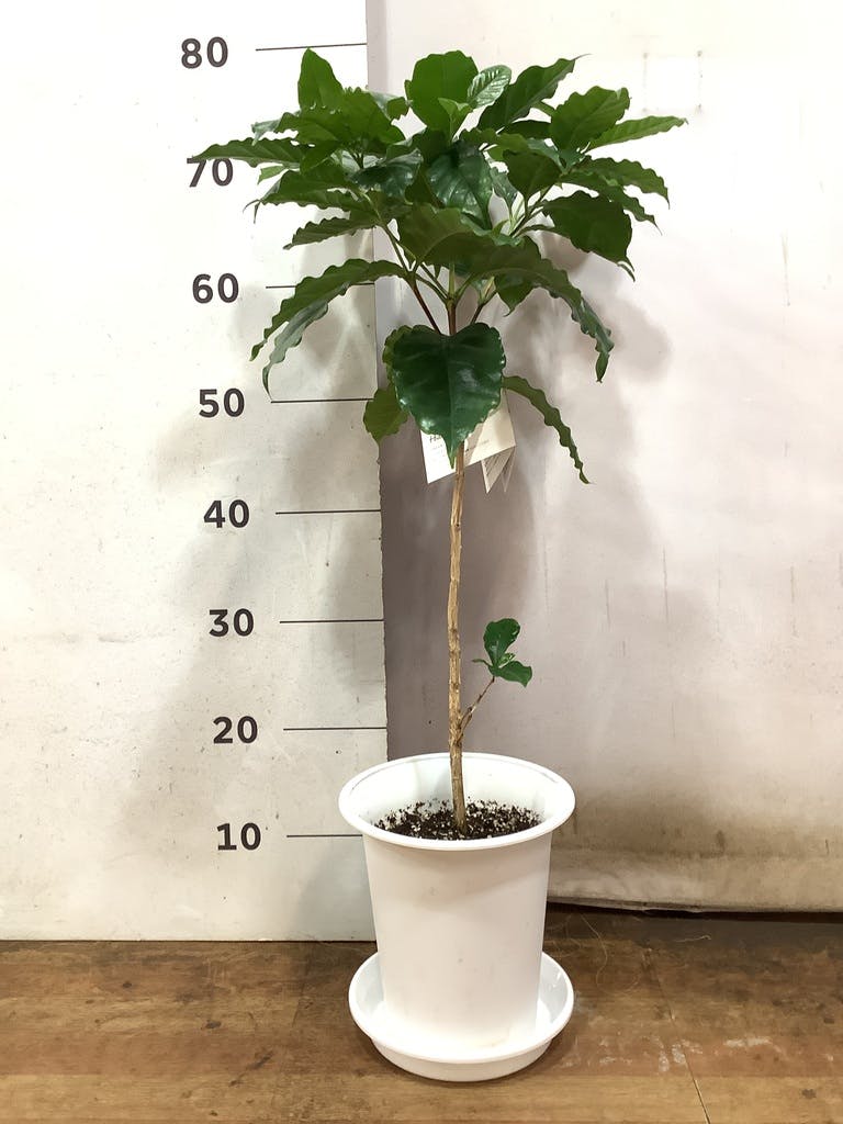 観葉植物 コーヒーの木 6号 プラスチック鉢 | 観葉植物ならHitoHana