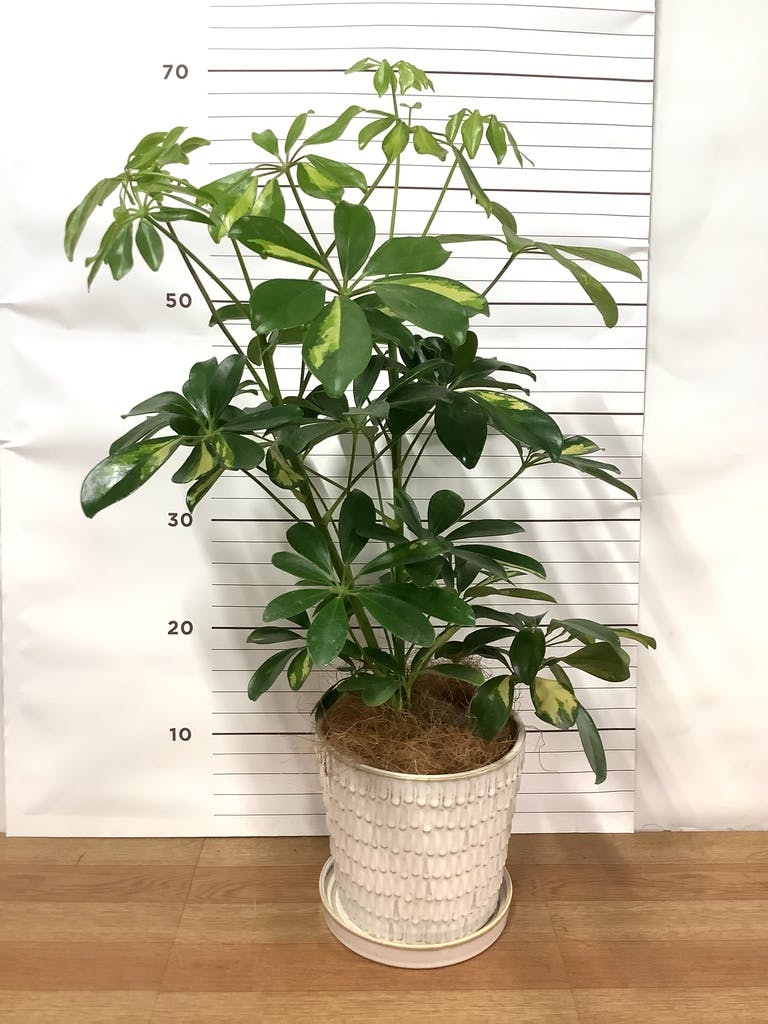 観葉植物 カポック（シェフレラ） 4号 斑入り クラッツ ウロ ホワイト