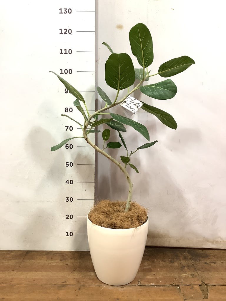 フィカス ベンガレンシス ファイバー鉢 お皿付き 観葉植物 フィカス ベンガレンシス 【お祝いにおすすめ】7号