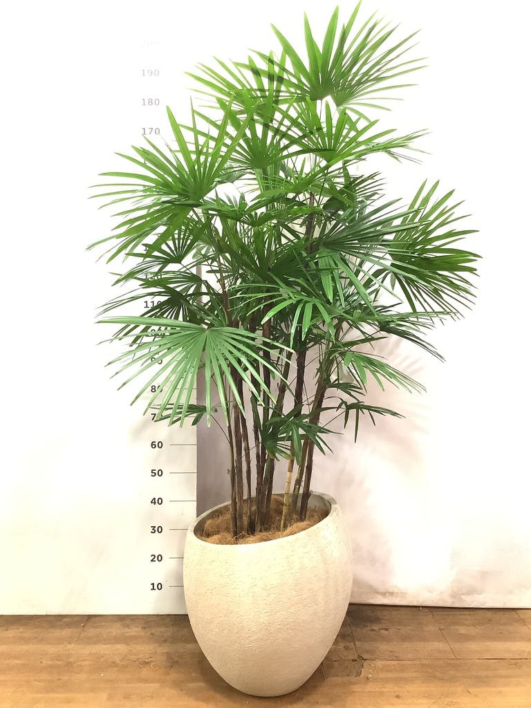 観葉植物 シュロチク（棕櫚竹） 10号 エコストーンLight Gray 付き