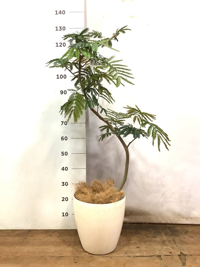 観葉植物 エバーフレッシュ 8号 曲り アビスソニアミドル 灰