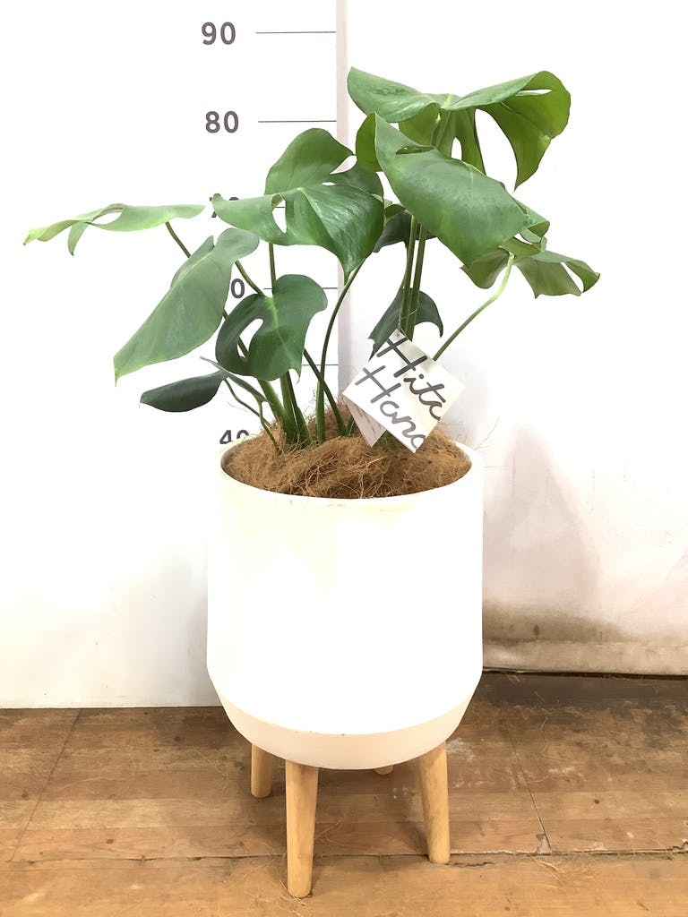 観葉植物 モンステラ 6号 ボサ造り ホルスト シリンダー オリーブ
