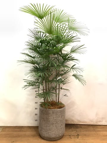 観葉植物 ウンナンシュロチク（雲南棕櫚竹） 10号 Eco Stone（エコストーン） シリンダータイプ  Gray 付き
