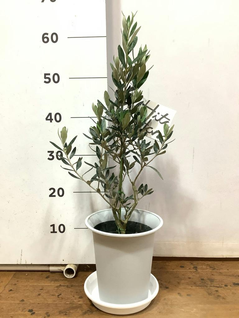 観葉植物 オリーブの木 6号 チプレッシーノ スタンダードポット