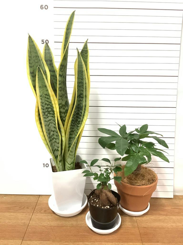 観葉植物 初心者にもおすすめお試し3点セット（サンスベリア 4号