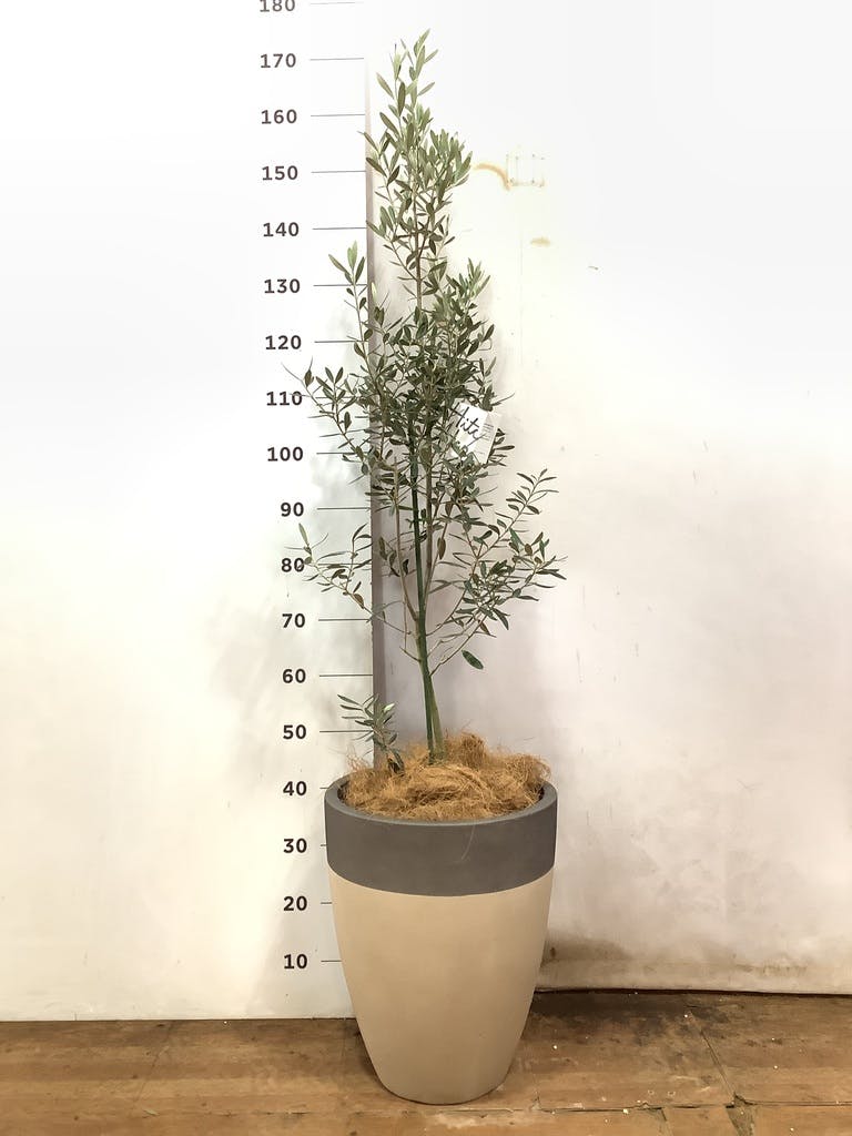 観葉植物 オリーブ 8号 チプレッシーノ ファイバークレイ Gray 付き