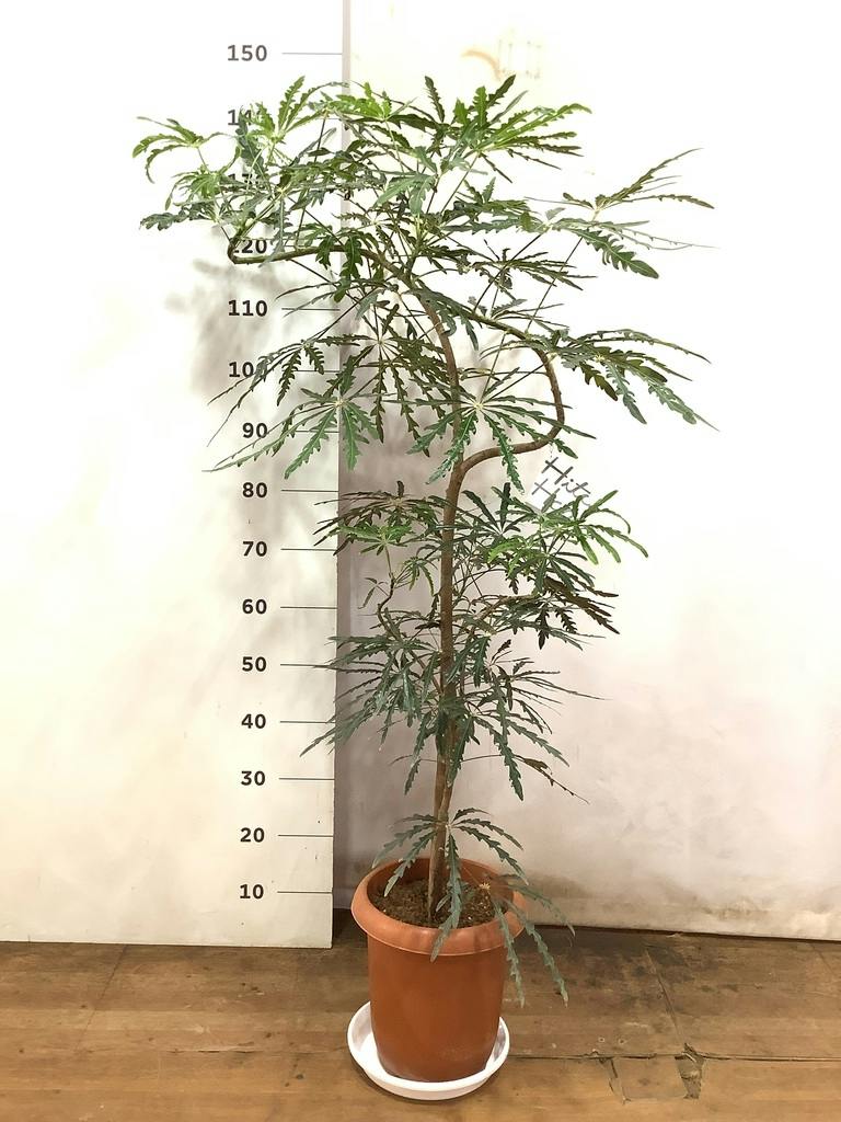 観葉植物 グリーンアラレア 8号 曲り プラスチック鉢 | 観葉植物なら