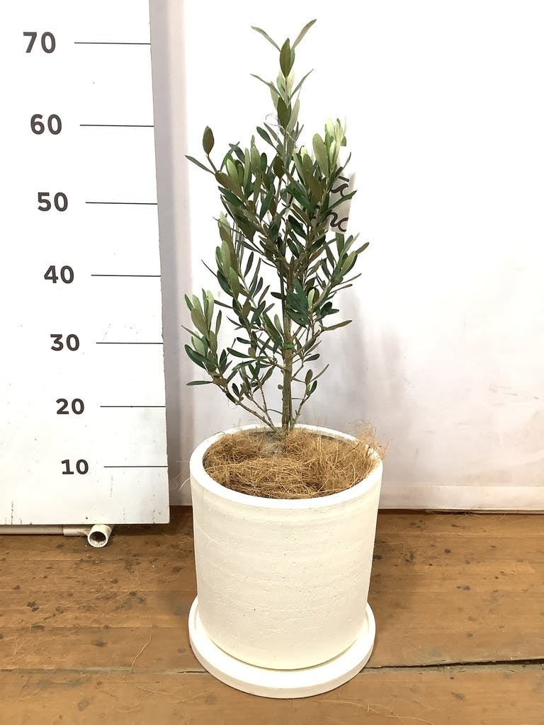 観葉植物 オリーブ 6号 チプレッシーノ プラスチック鉢 | 観葉植物なら