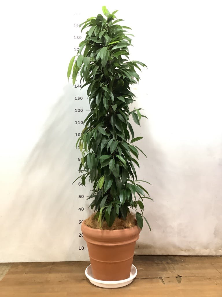 観葉植物 フィカス アムステルダム 10号 FiberCray（ファイバークレイ 