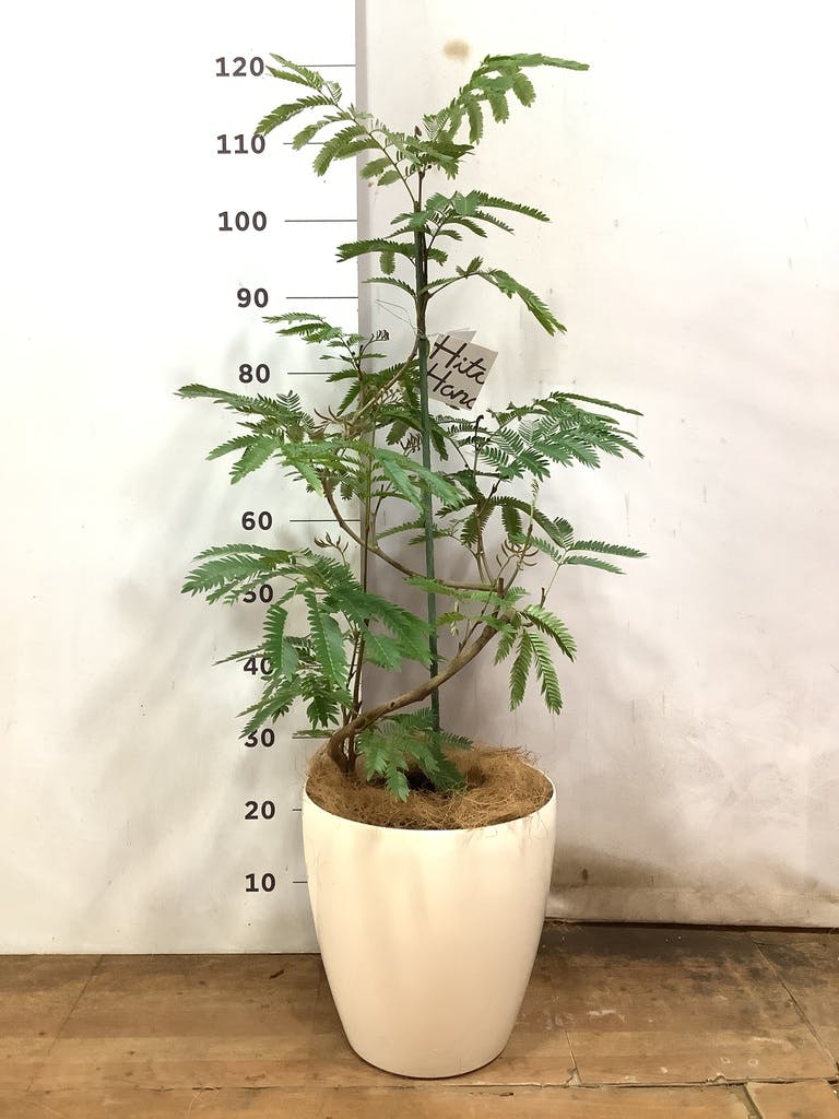 観葉植物 エバーフレッシュ 8号 曲り ラスターポット 付き | 観葉植物ならHitoHana(ひとはな)