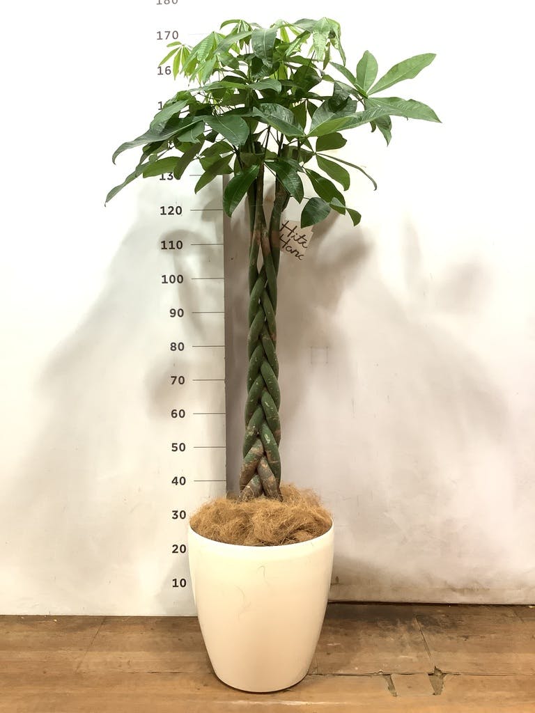 観葉植物 パキラ 10号 ねじり ラスターポット 付き | 観葉植物なら