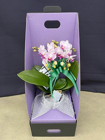 お供え】ミニ胡蝶蘭 ピンク 2本立ち 2WAYボックス | 胡蝶蘭なら