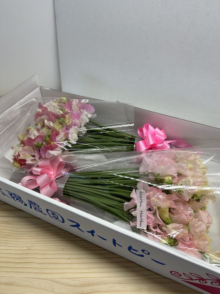 産地直送 スイートピー花束 ピンクL 産直箱（100本入り）／宮崎 太陽