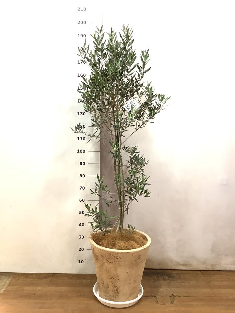 観葉植物 オリーブ 10号 チプレッシーノ アートストーン ラウンド