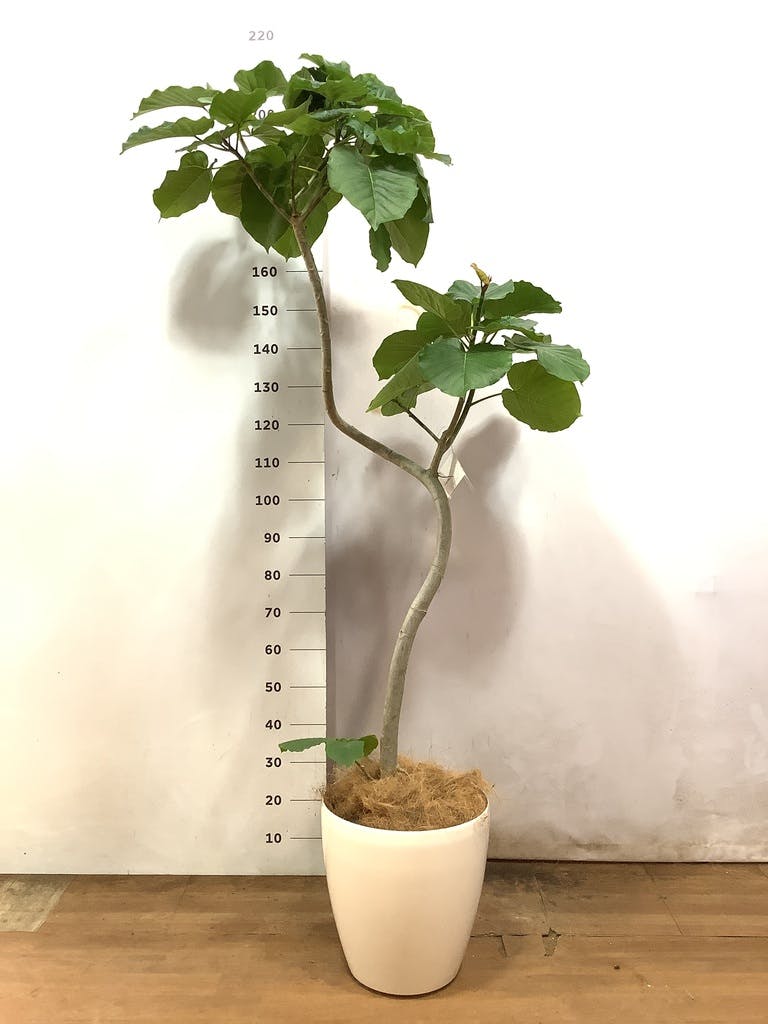 観葉植物 フィカス ウンベラータ 【200cm】 10号 #72131 ※1都3県配送
