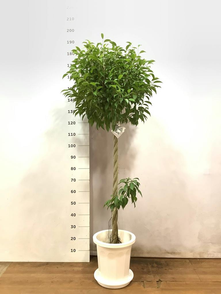 観葉植物 フィカス ベンジャミン 10号 玉造り プラスチック鉢 | 観葉