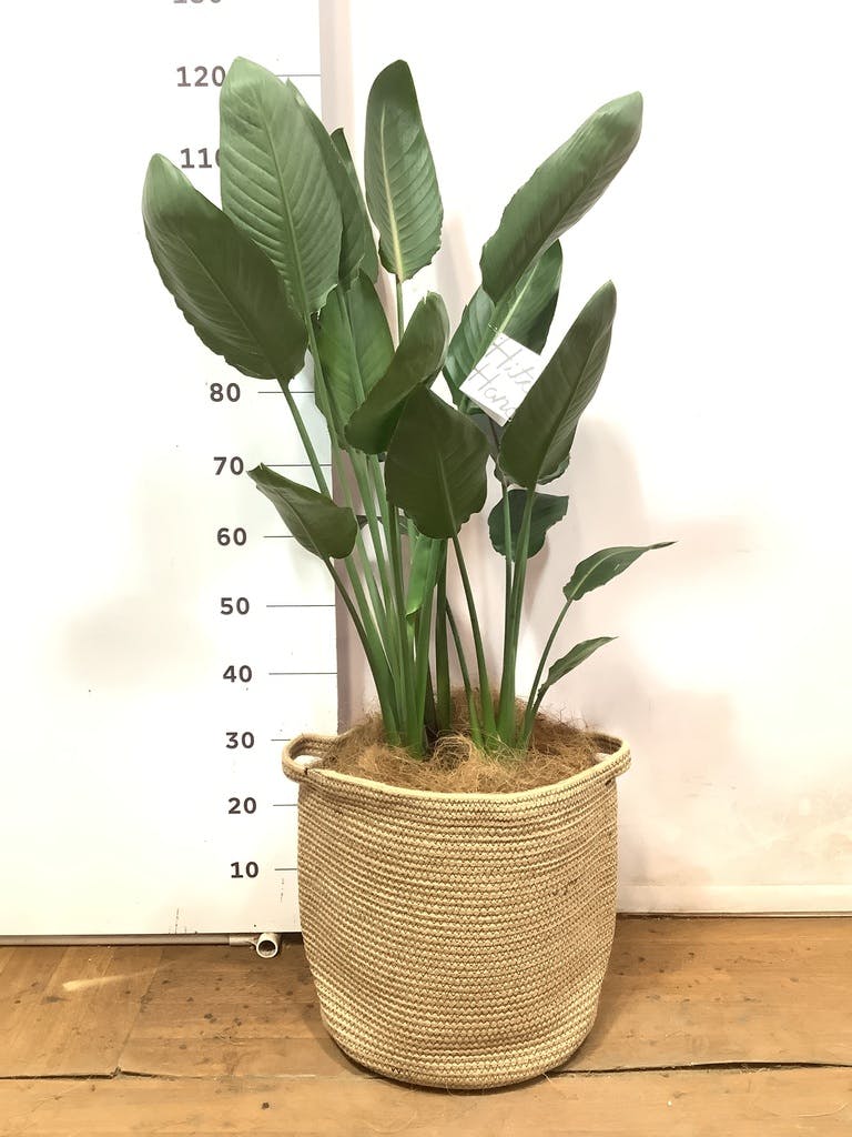 観葉植物 ストレリチア レギネ ストレリチア・レギネ S | 観葉植物の通販 AND PLANTS (アンド