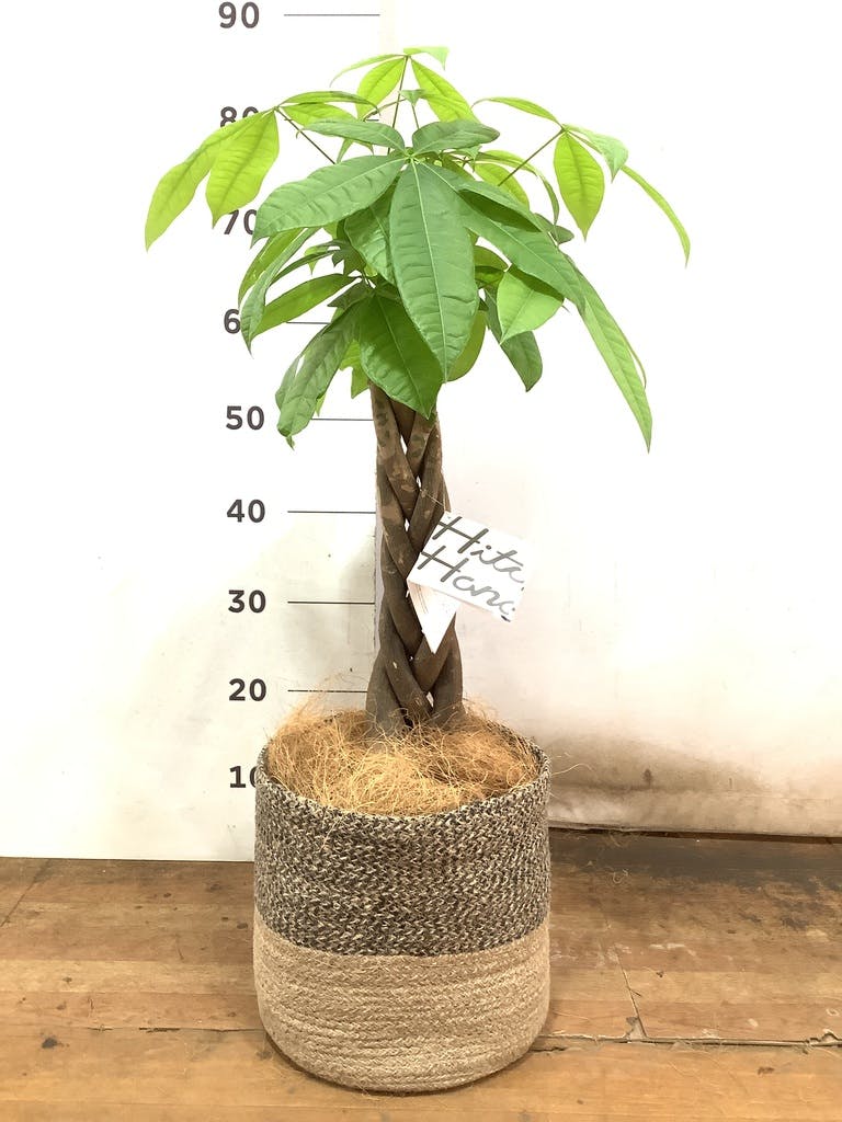 観葉植物 パキラ 6号 ねじり ジュートバスケット ツートーン