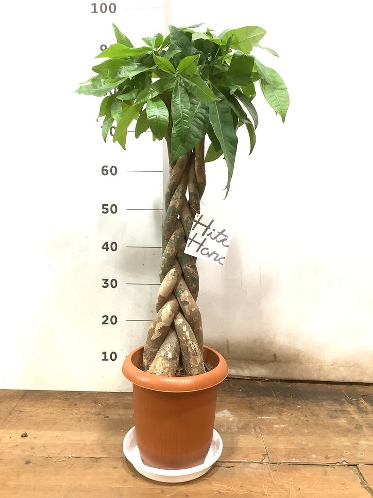 観葉植物 パキラ 7号 ねじり 竹バスケット VK-07付き | 観葉植物