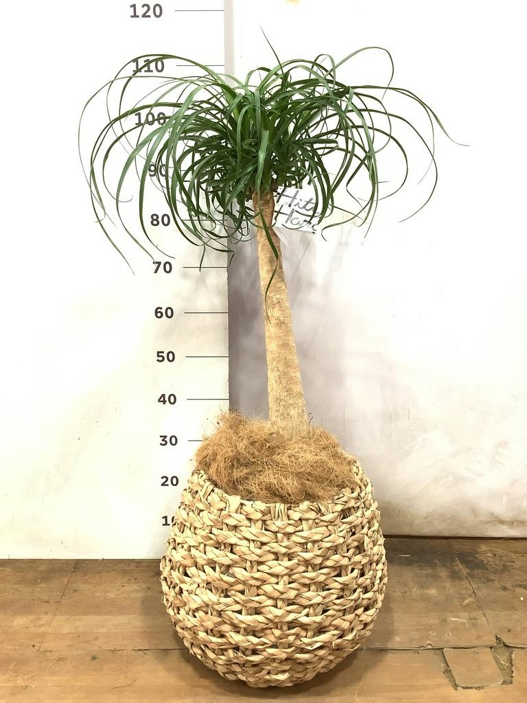 観葉植物 トックリラン ポニーテール 8号 エディラウンド 黒 付き