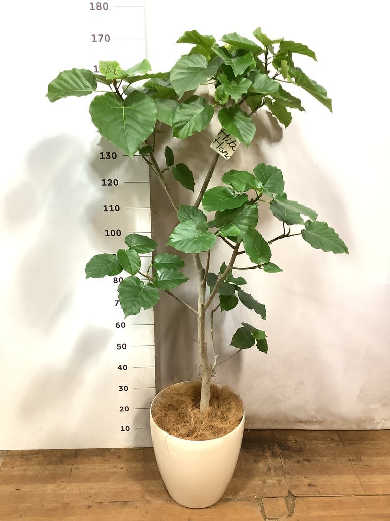 観葉植物 フィカス ウンベラータ 10号 ノーマル プラスチック鉢 | 観葉