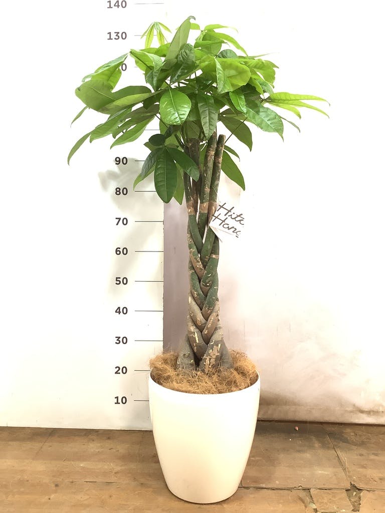 観葉植物 パキラ 8号 ねじり プラスチック鉢 | 観葉植物ならHitoHana