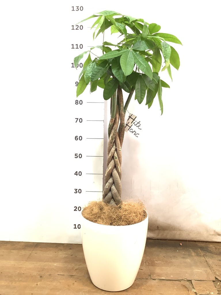 観葉植物 パキラ 8号 ねじり ラッシュバスケット Natural 付き