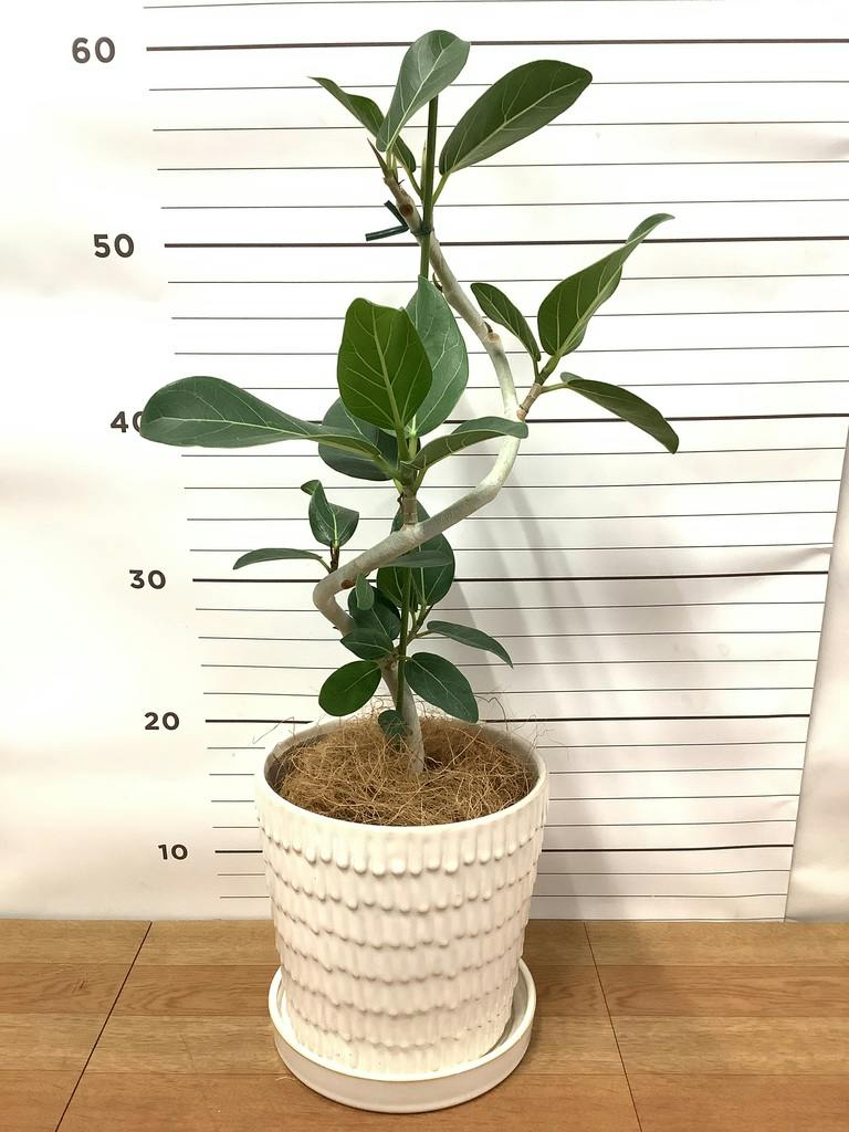 観葉植物 フィカス ベンガレンシス 4号 曲り エッジ ボール ブラック