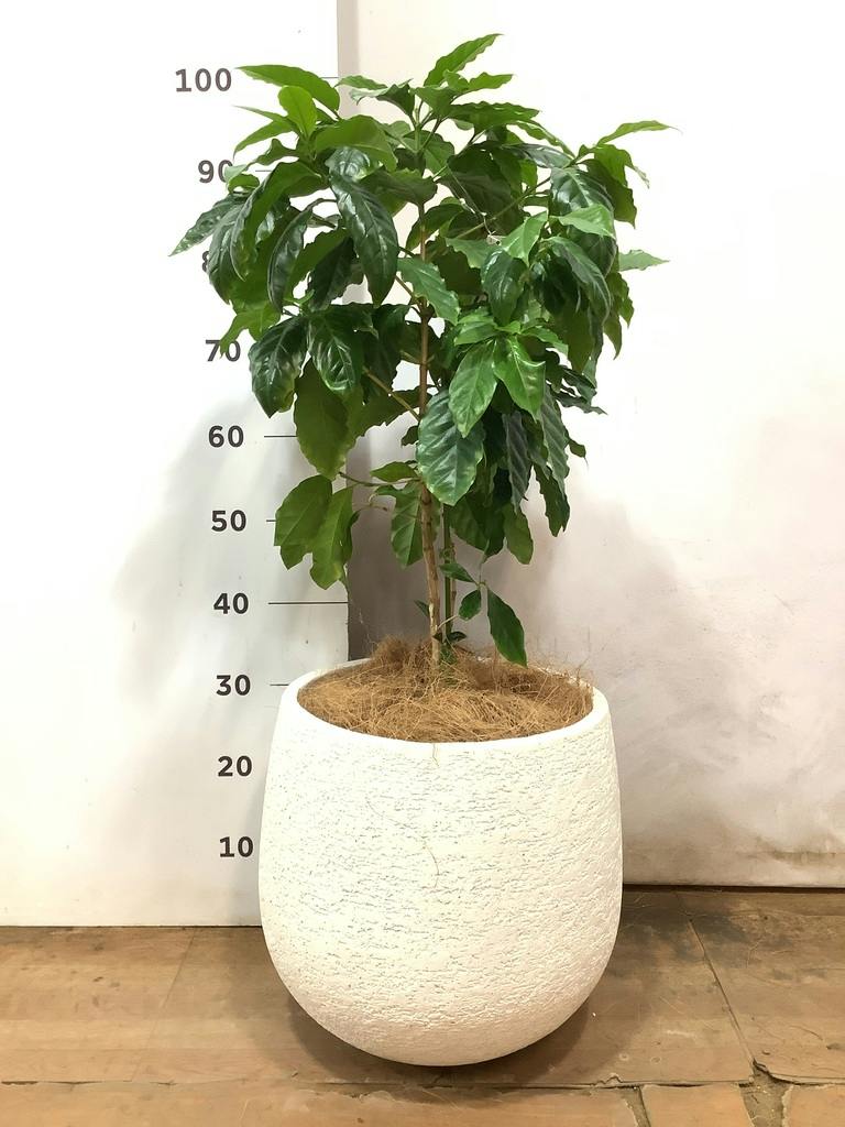 観葉植物 コーヒーの木 8号 エコストーンwhite 付き | 観葉植物なら