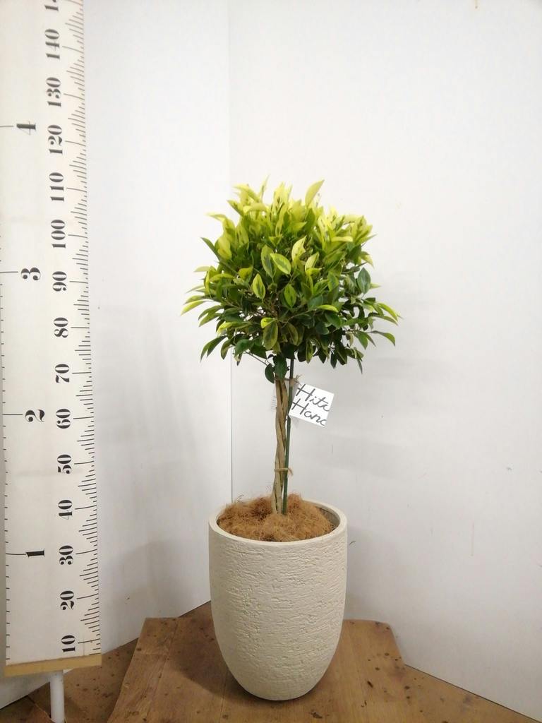 フィカス ベンジャミン ゴールデンスポット | 観葉植物 | 送料無料でお