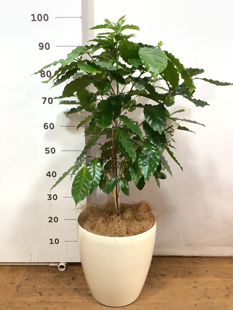【大型】コーヒーの木・8号鉢8/15画像追加2枚目約1m 観葉植物 コーヒーの木 8号 プラスチック鉢 | 観葉植物ならHitoHana