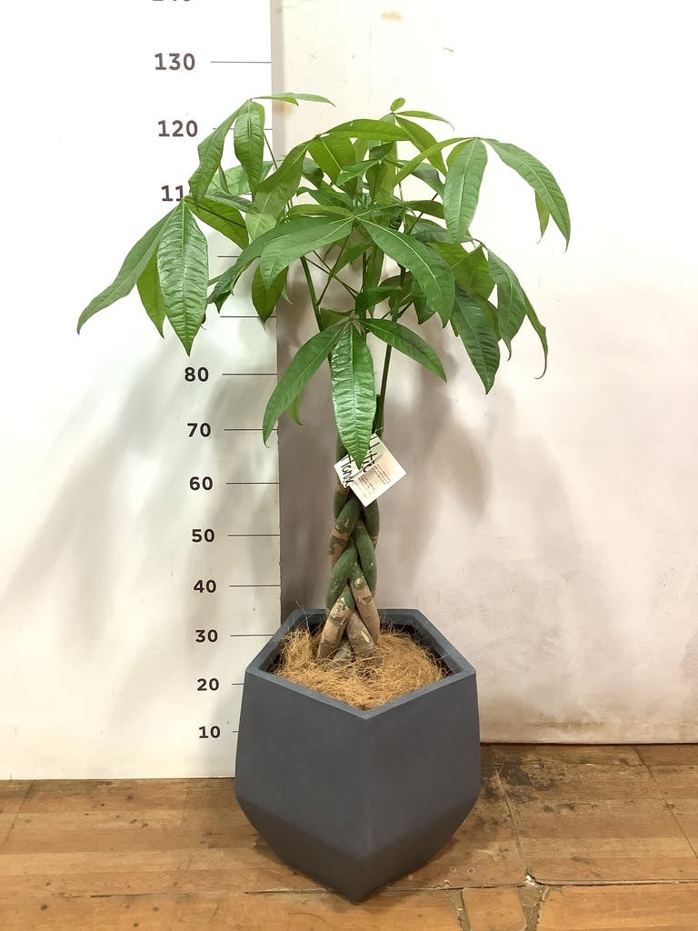 観葉植物 パキラ 8号 ねじり ファイバークレイ Gray 付き | 観葉植物