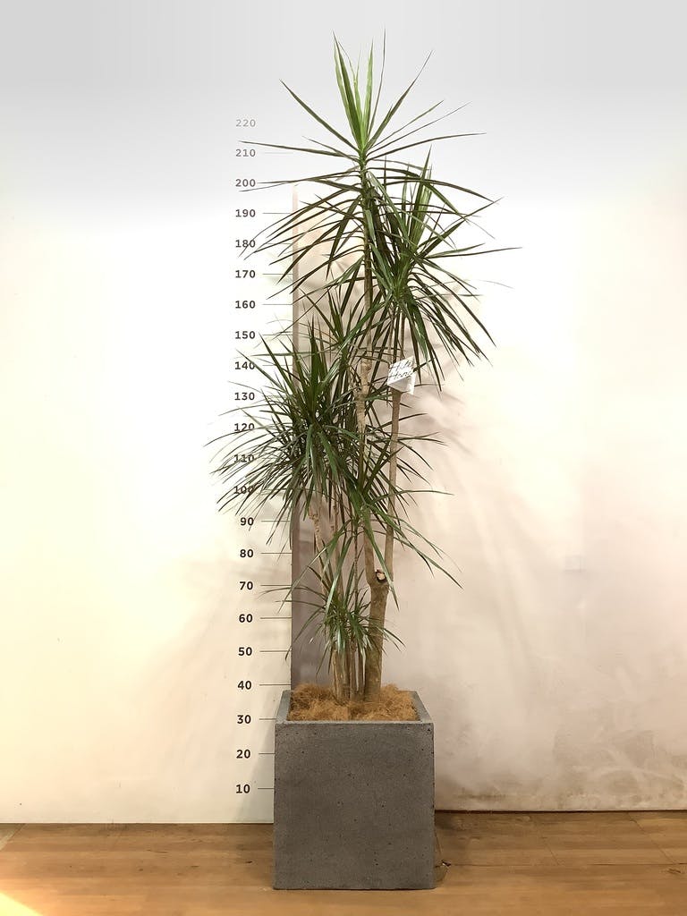 観葉植物 ドラセナ コンシンネ レインボー 10号 ストレート キューブ