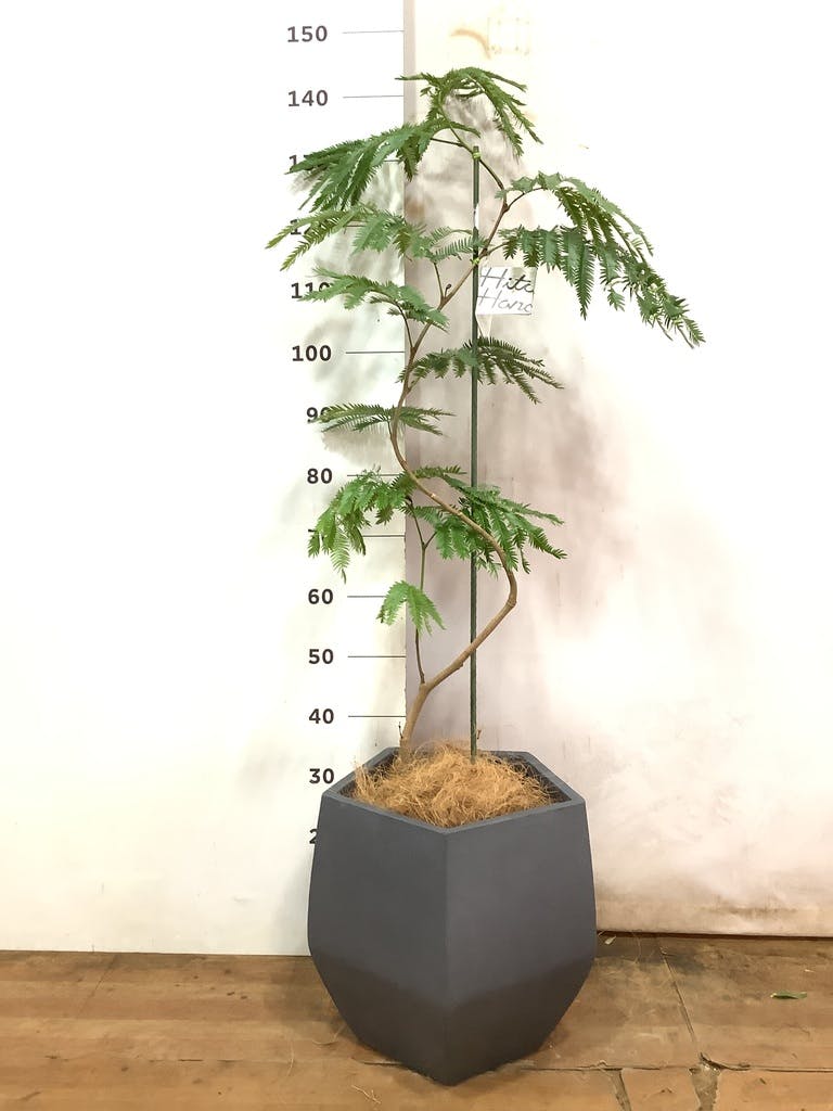 観葉植物 エバーフレッシュ【180cm】9号 プラスチック鉢 #69996 ※1都3