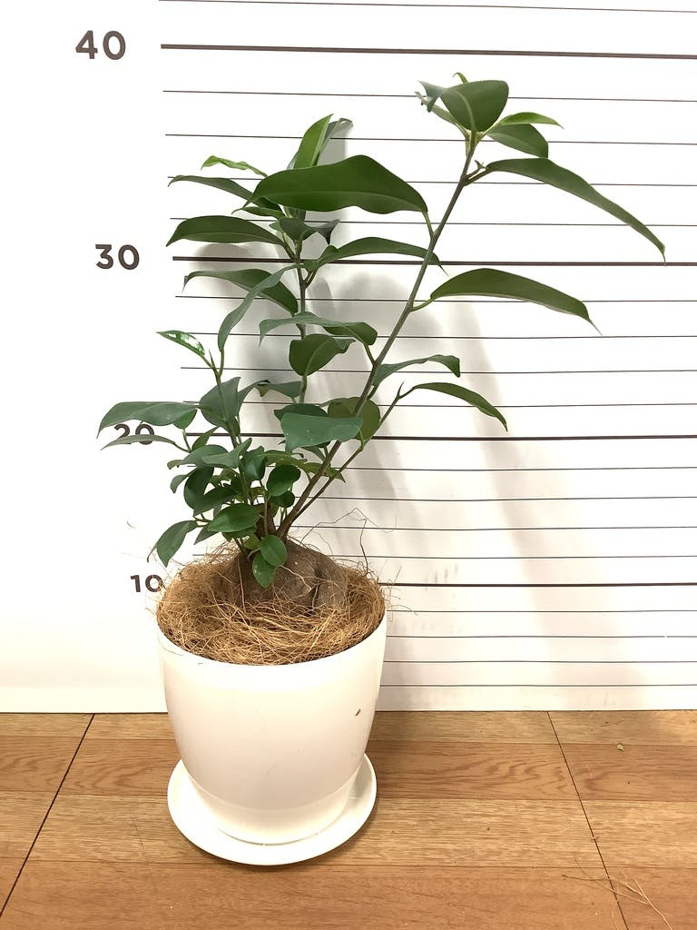 観葉植物 ガジュマル 4号 股仕立て ラスターポット 付き | 観葉植物